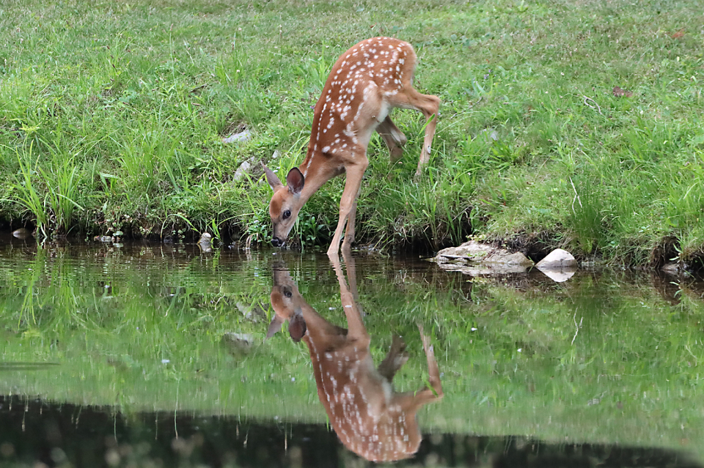 Fawn Reflection - ID: 16013074 © Lori A. Nevers