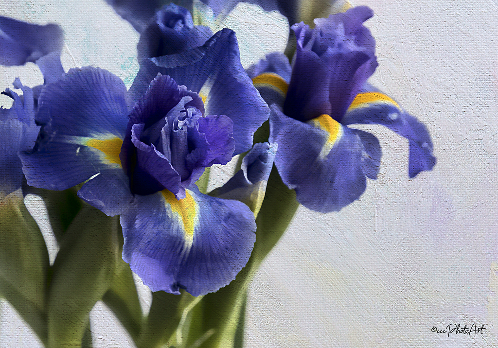 Grapricot Heavenly Iris - ID: 16013051 © Candice C. Calhoun