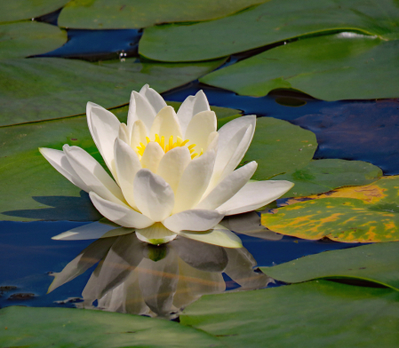 Lily Pad And Flower