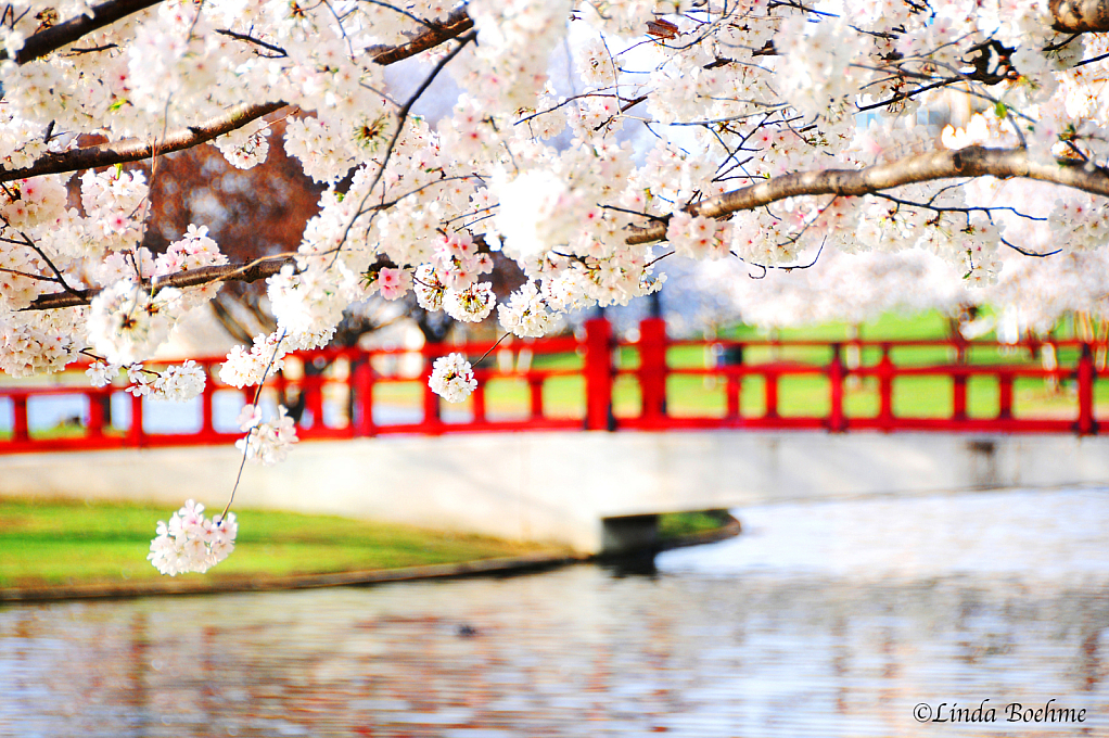 The Red Bridge