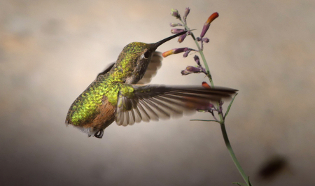 Hummingbird Without Tailfeathers
