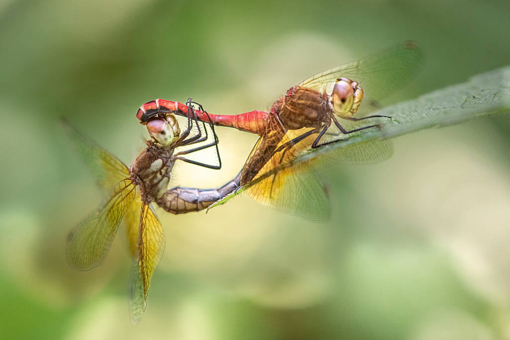 Dragon Flies on a Hot Hot Day