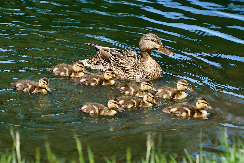 Mallard Family