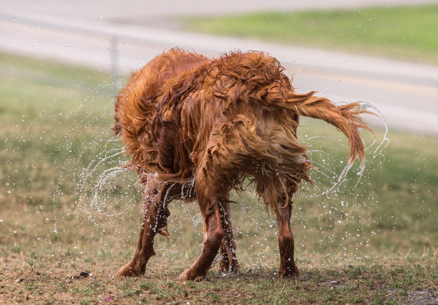 Shake It Off