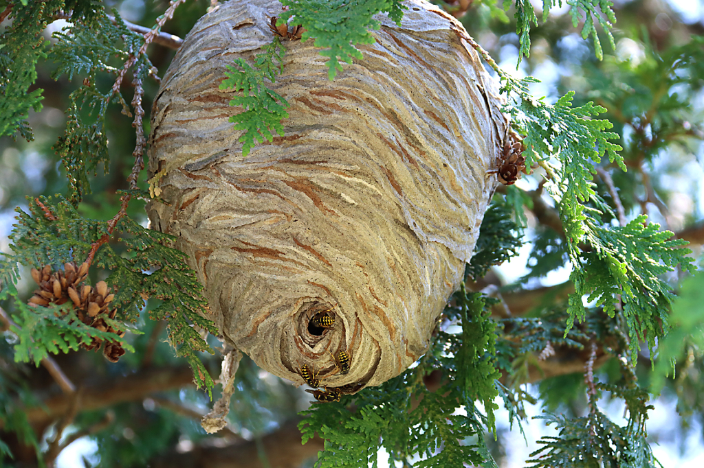 Bee Hive - ID: 16013680 © Lori A. Nevers