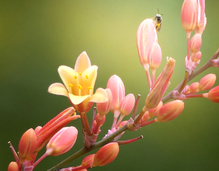 Yucca Blossom with Bee