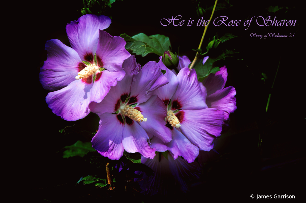 The Rose of Sharon