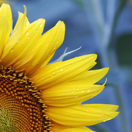 Sunflower Kind Of Day!!