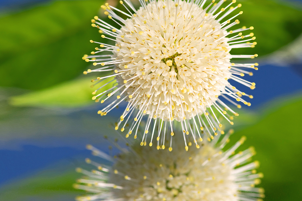 Reflection of a Mexican Buttonbush