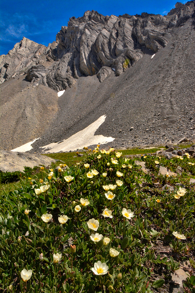 Flowers, Ice, Rock & Sky