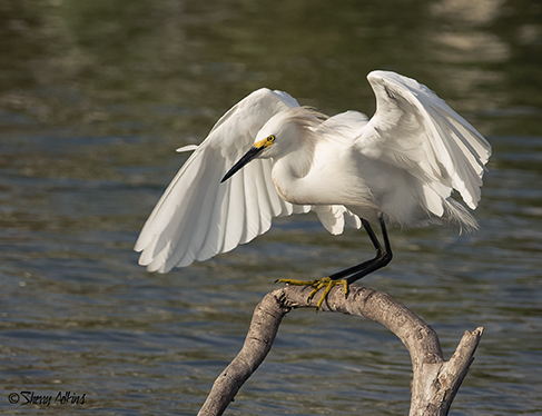Snowy Egret - ID: 16013802 © Sherry Karr Adkins