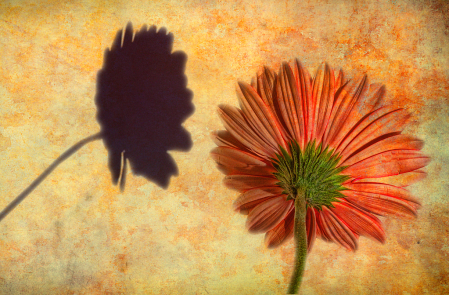 Gerbera and Her Shadow