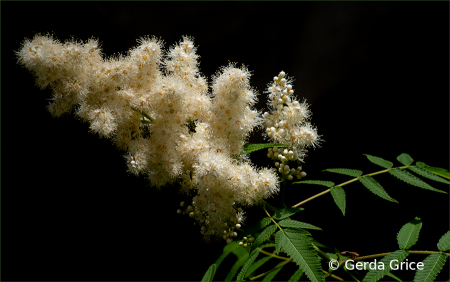 False Spirea