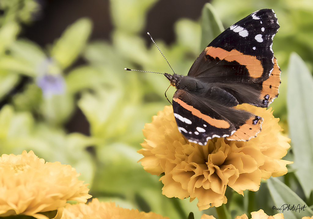 Nectar Sip - ID: 16013869 © Candice C. Calhoun