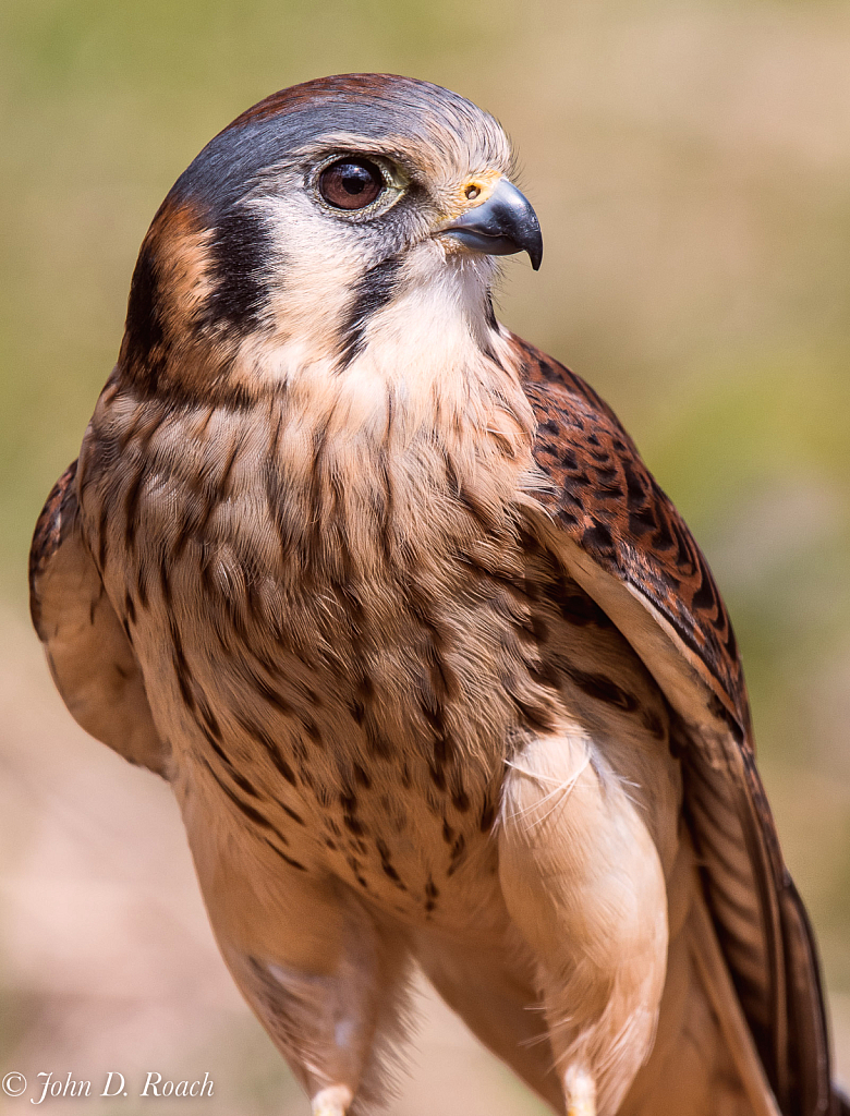 American Kestrel - ID: 16013960 © John D. Roach