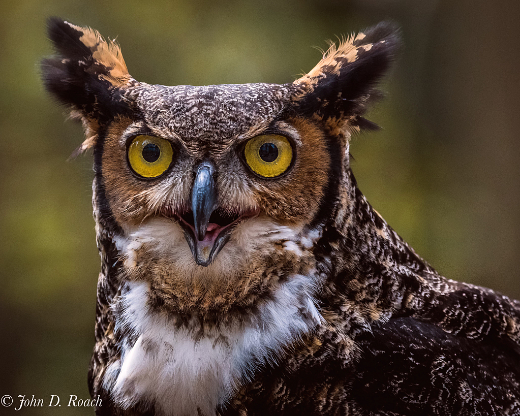 Great Horned Owl