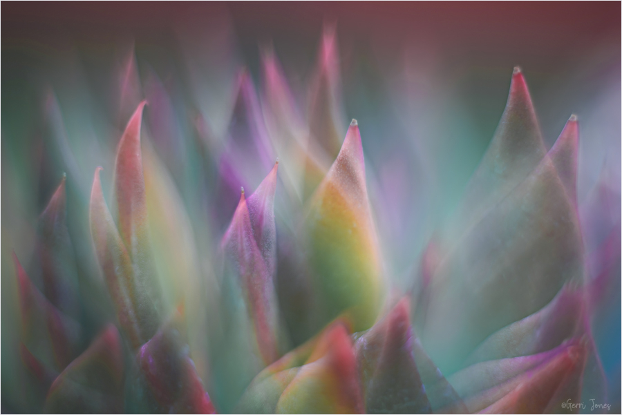 Succulent Abstract