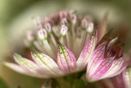 Summer Flora