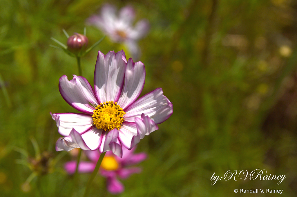 Wild Flower 5