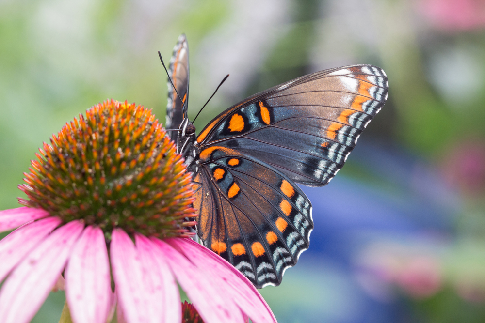 Red-spotted Purple 