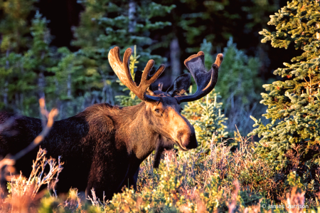 The Morning Greeter