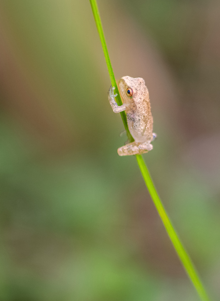 Teeny Tiny Frog on a Grass Stalk