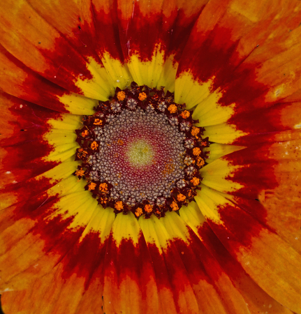 Chrysanthemum close-up