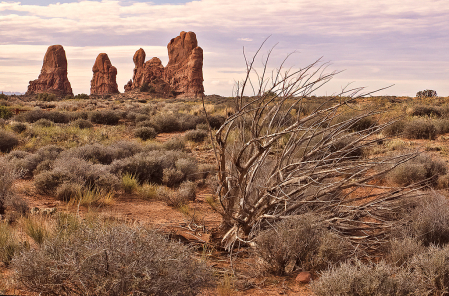 Arches Chaparral