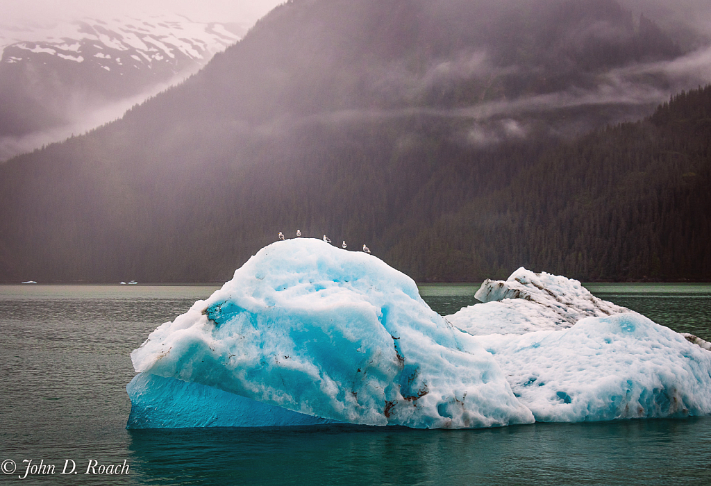 Ice Berg and Gulls