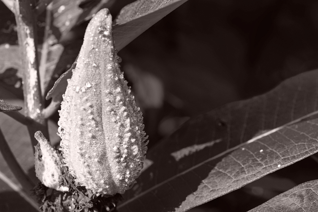 Common Milkweed in Black and White