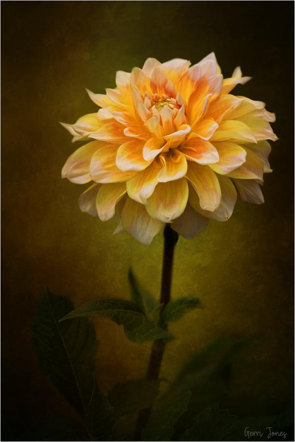 Peaches and Cream Dahlia Portrait