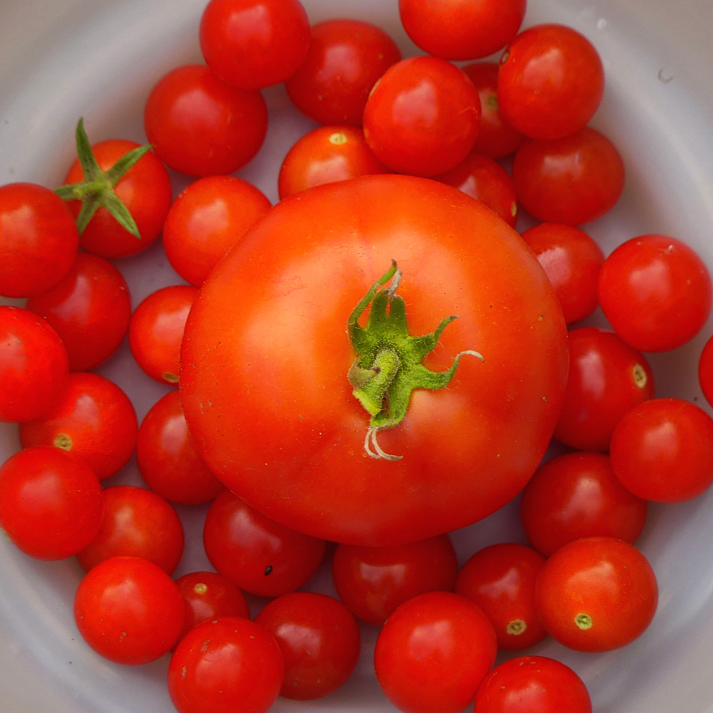 Mama Tomato and Family