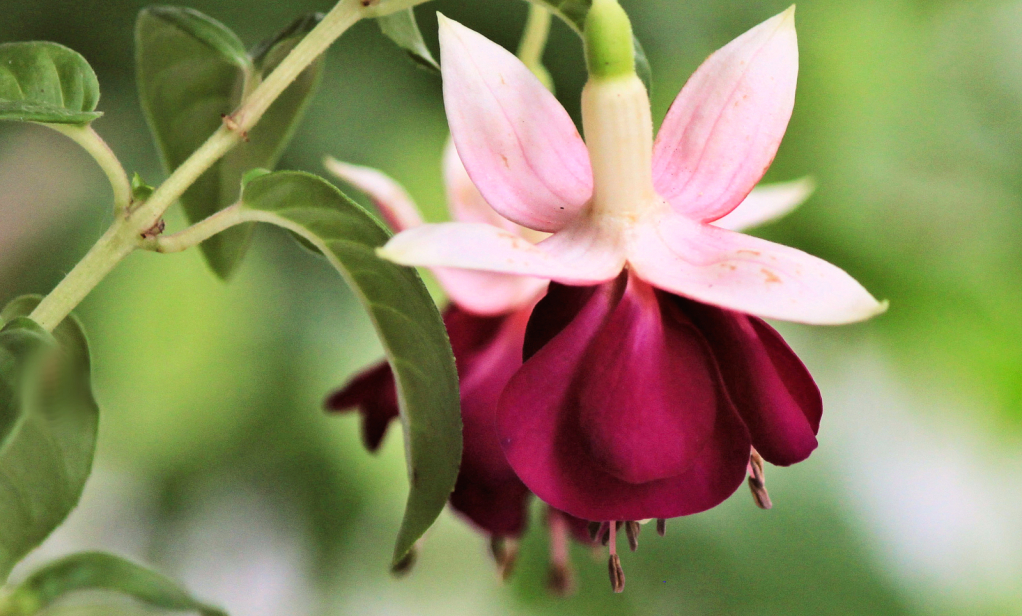 fuschia