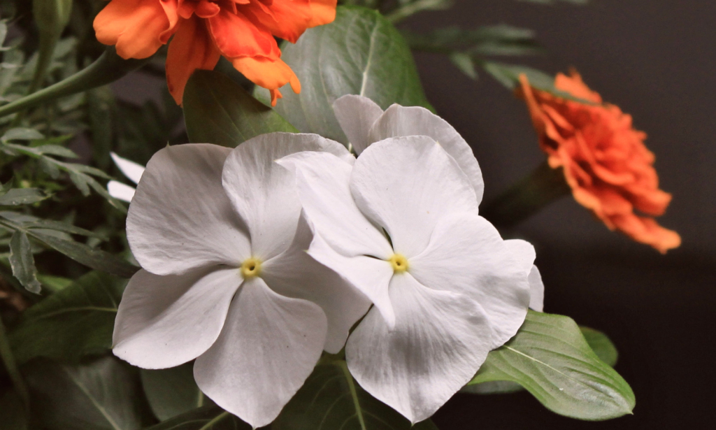 from the window box