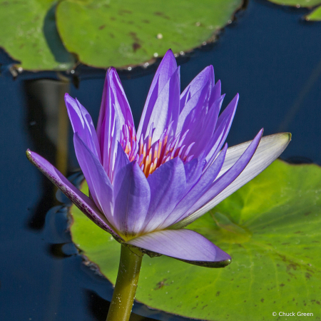 Water Lilly