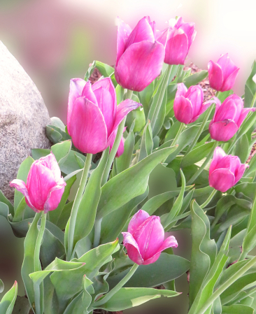Pella Tulips