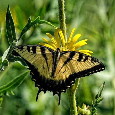 Eastern Tiger Swallowtail