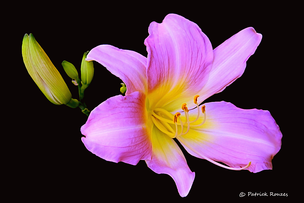 Lily Pink