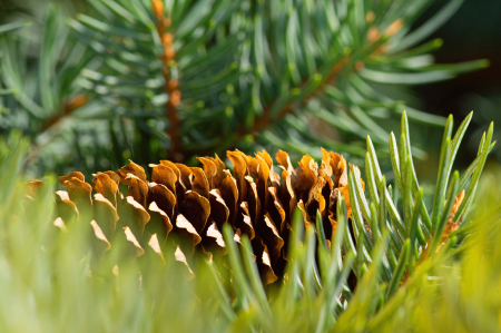 Yeldo Spruce Pine Cone
