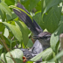 IMG_3483GrayCatbird - ID: 16014409 © Cynthia Underhill