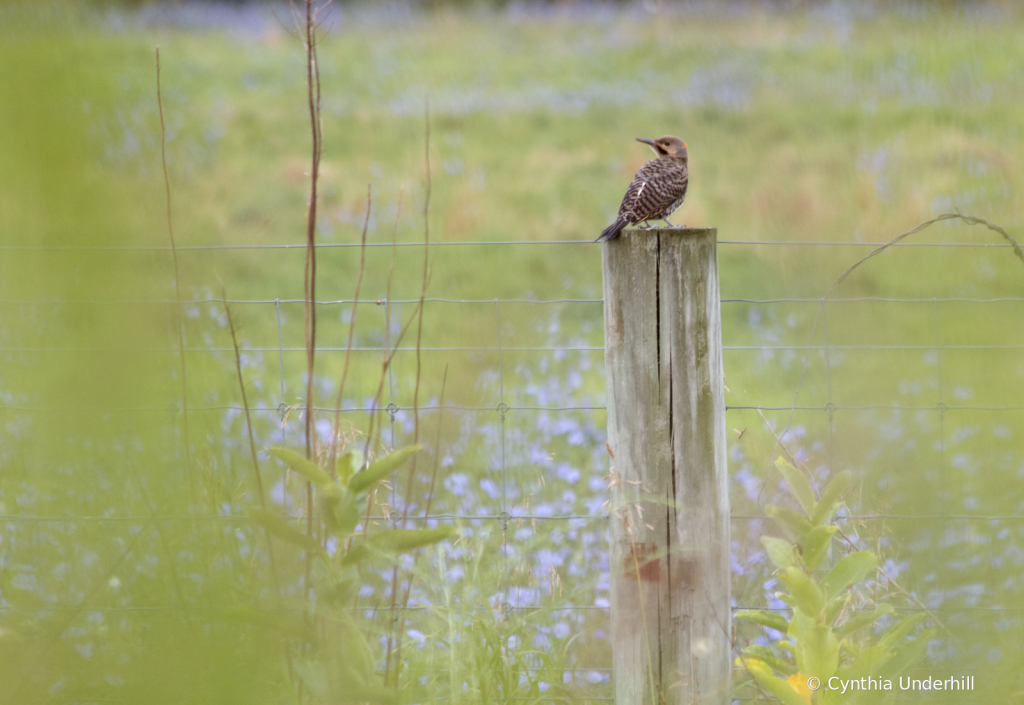 IMG_4380NorthernFlicker - ID: 16014412 © Cynthia Underhill