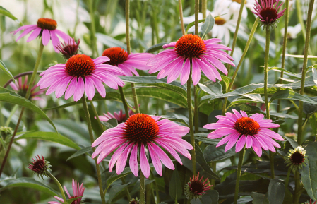 Summer Beauty at Dusk