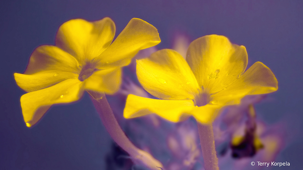 Infrared Flowers - ID: 16014725 © Terry Korpela
