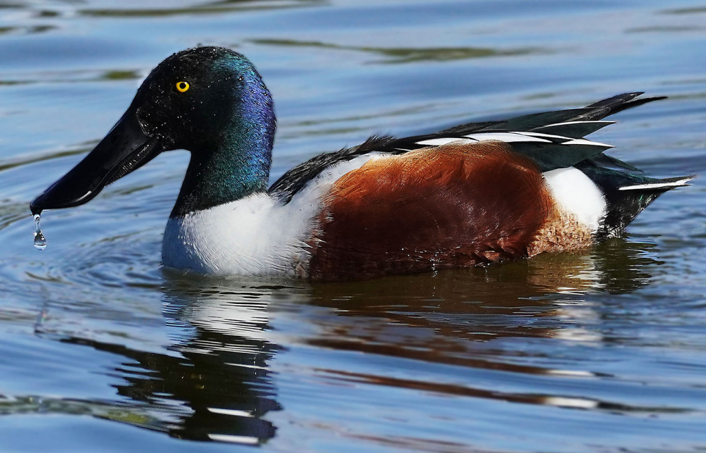 Northern Shoveler