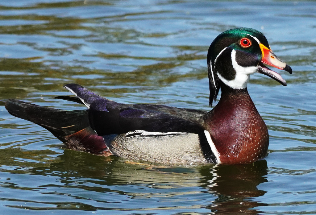 Wood Duck