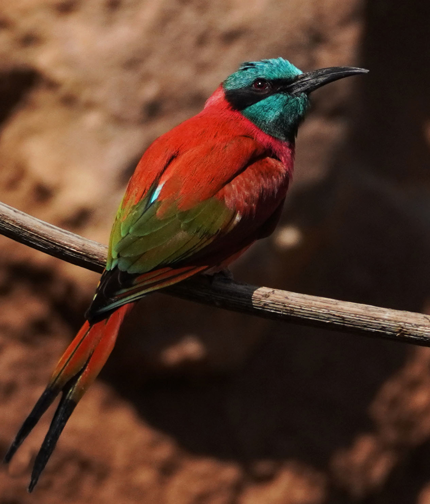 Bee Eater