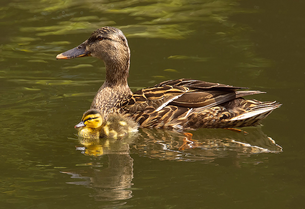 Mom and Baby Mallard