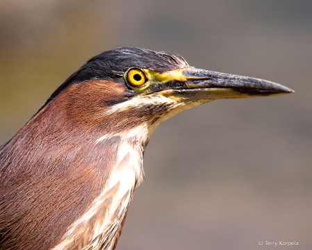 Green Heron Portrait