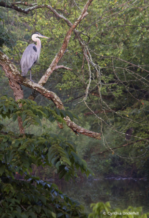 GreatBlueHeronIMG_2976