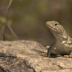 2Collared lizard 5 - ID: 16017064 © Sherry Karr Adkins